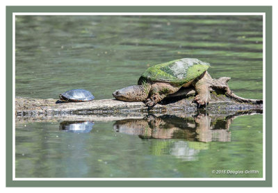 Snapping Turtle 