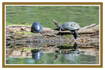 Blanding's Turtle (and ever present Painted Turtle)