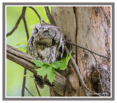 Eastern Screech Owl: SERIES of Two Images