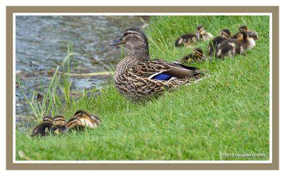 The Babysitter: Mallard (F) with Ducklings
