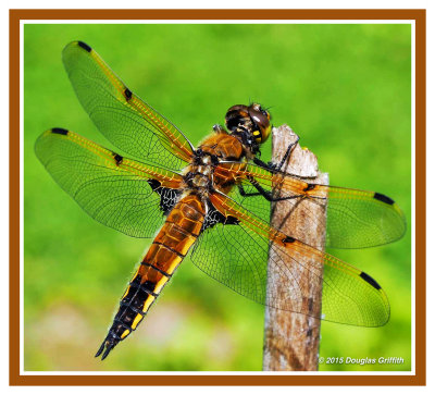 Four-spotted Skimmer