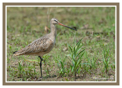 Marbled Godwit: SERIES of Four Images