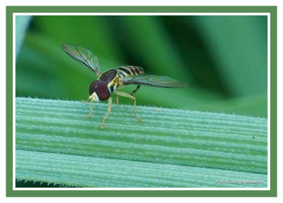 Very Small Bee-like Insect (ID TBD): SERIES of Two Images