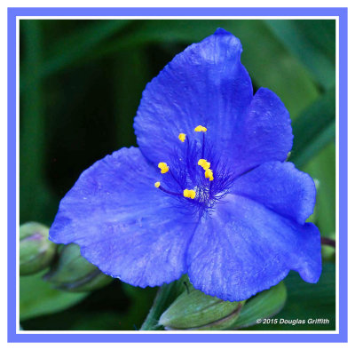Tradescantia (Spiderwort)