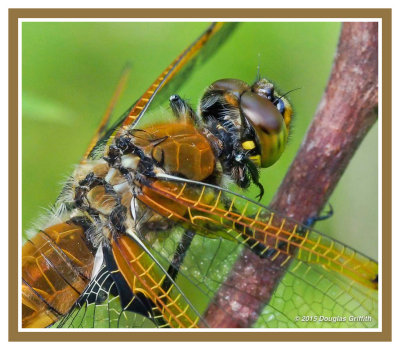 Four-spotted Skimmer