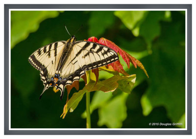 Tiger Swallowtail  