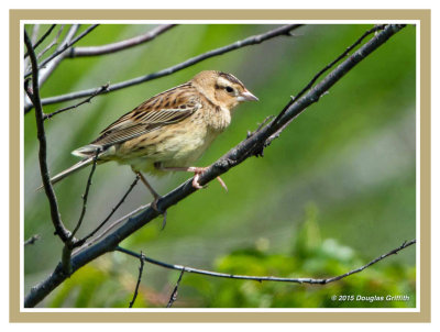 Bobolink (F): SERIES of Two Images