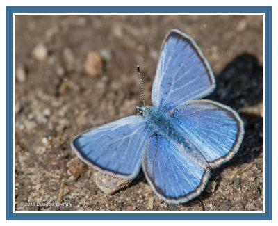 Silvery Blue (M)