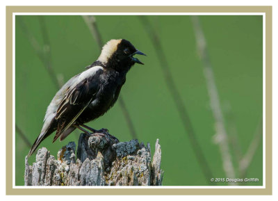 Bobolink (M)