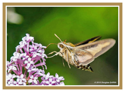 White-lined Sphinx (Hummingbird Moth): SERIES of Two Images