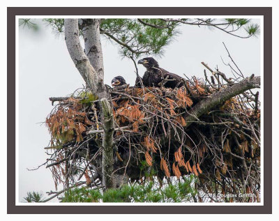 Bald Eaglets: SERIES of Two Images