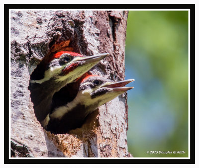 Pileated Woodpecker Nestlings: SERIES of Two Images