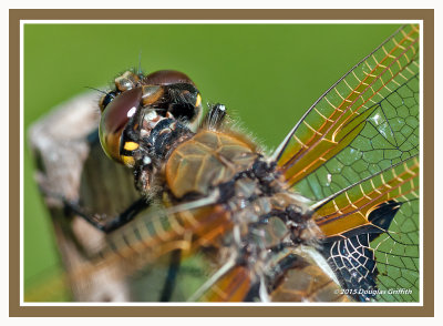 Four-spotted Skimmer Close Up