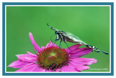 Tiger Swallowtail on Echinacea Flower