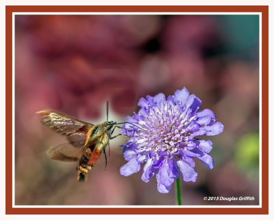 Clear-wing Hummingbird Moth