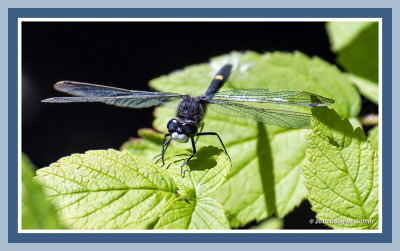 Dot-tailed Whiteface Dragonfly: SERIES of Two Images