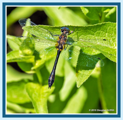 Racket-tailed Emerald (m) Dragonfly