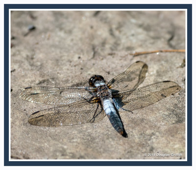 Chalk-fronted Corporal (m) Dragonfly: SERIES of Two Images