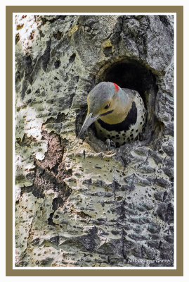 Northern Flicker (Brooding Adult)