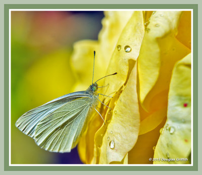 Cabbage White Butterfly