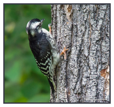 Hairy Woodpecker (Juvenile)