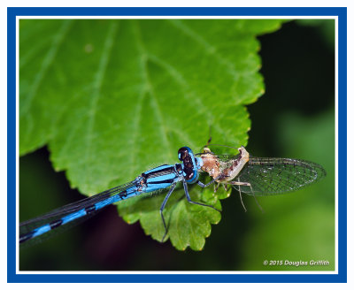 Damselfly with Breakfast
