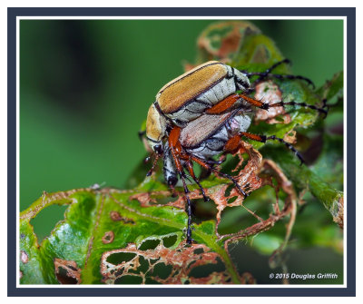 Rose Chafers Mating