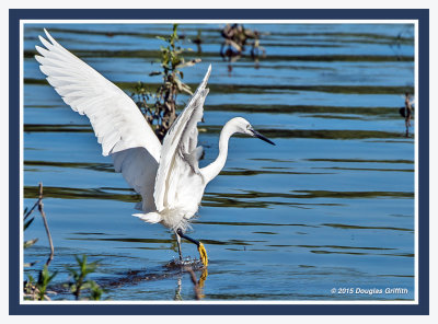 Little Egret: SERIES of Four Images