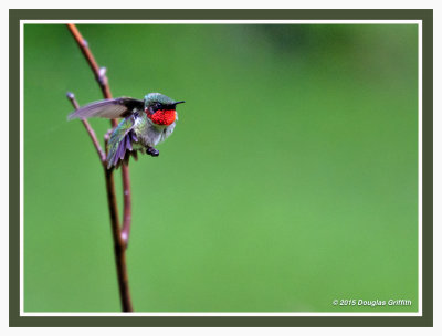 Ruby-throated Hummingbird (m)