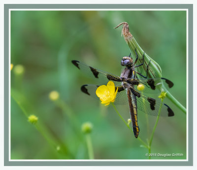 Twelve-spotted skimmer (f)
