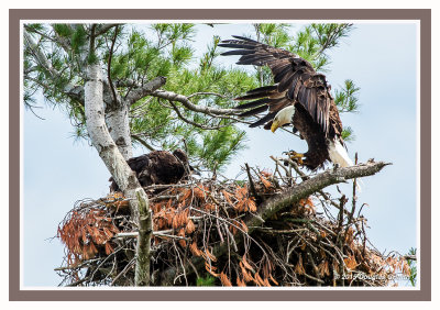 Bald Eagle: SERIES of Four Images