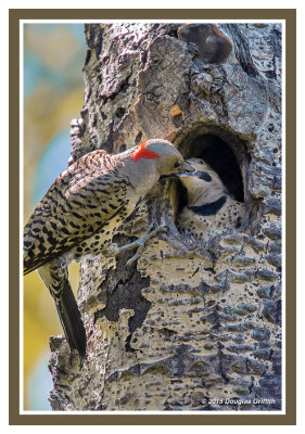 Northern Flicker: SERIES of Two Images