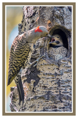 Northern Flicker: SERIES of Three Images
