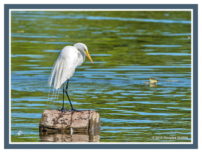 Great Egret: SERIES of Four Images