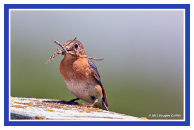 Eastern Bluebird (f)