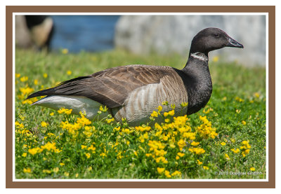 Brant Goose (Adult)