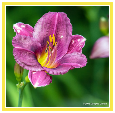 Day Lily