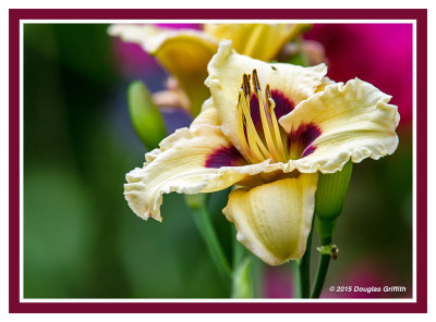 Day Lily_Root Beer