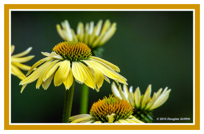 Echinacea_Yellow Garden Emotion