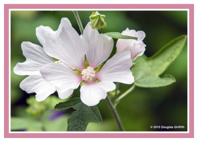 Mallow