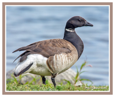 Brant Goose (Adult)