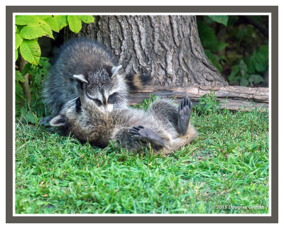 Two Racoon Kits Playing