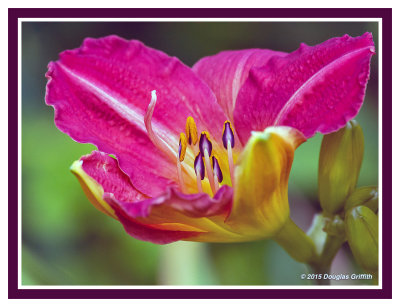 Day Lily