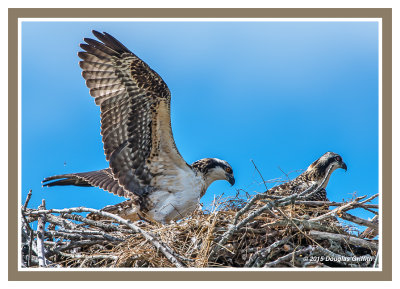 Osprey Juvenile-Wing Stretches: SERIES of Three Images