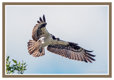 Osprey (F) Approaching Nest: SERIES of Three Images