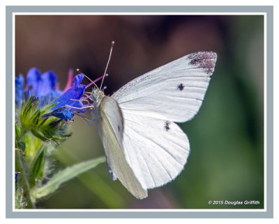  Cabbage White 