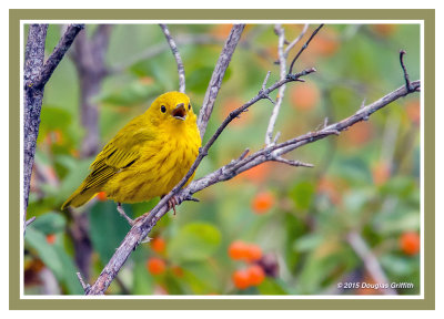 Yellow Warbler (M)