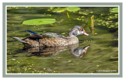 Wood Duck (Juvenile Male)