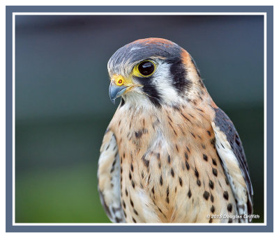 American Kestrel (Male): Portrait