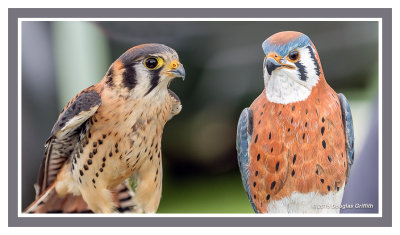 American Kestrel (M) and a Wood Carving of an A. Kestrel (M): SERIES of Two Images